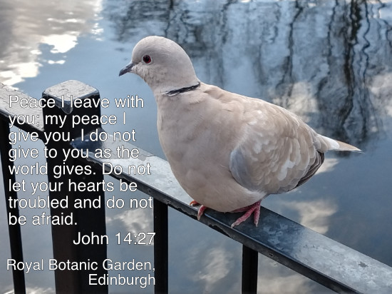 Collared Dove