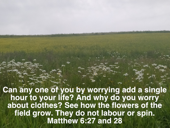 Field of flowers