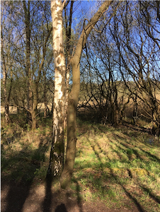 Birch and beech tree joined together