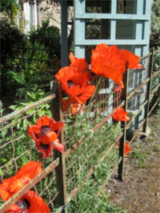 Poppies